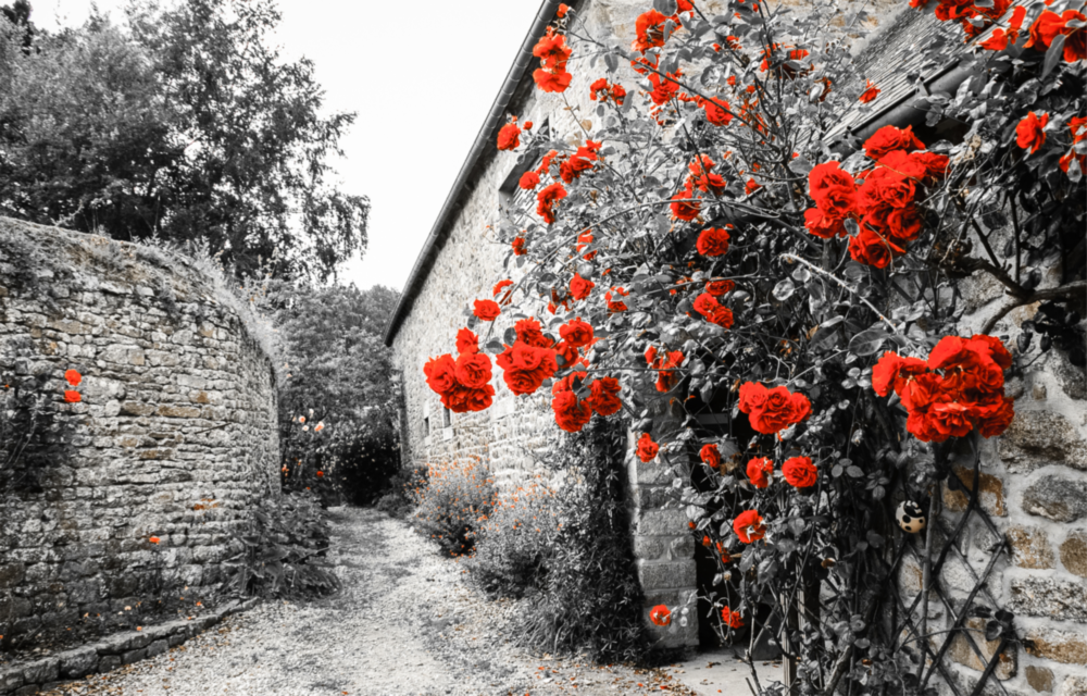 Red Rose Glass Wall Art