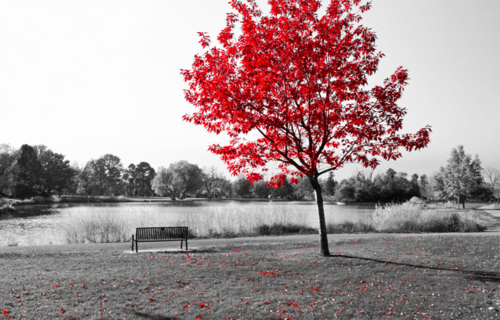 Red Tree Glass Wall Art