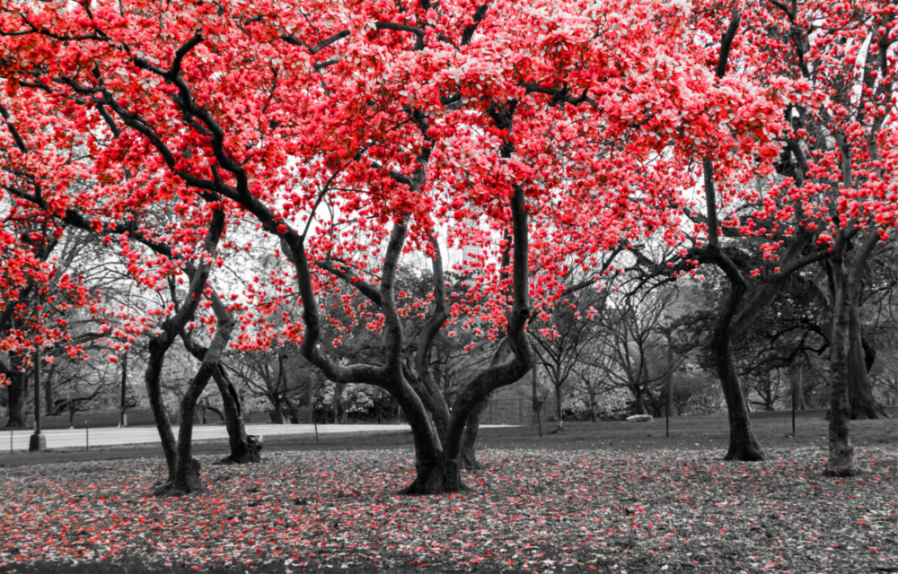 Red Tree Glass Wall Art
