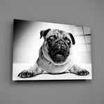 Close-up detail of the pug's wrinkled face and direct gaze in monochrome