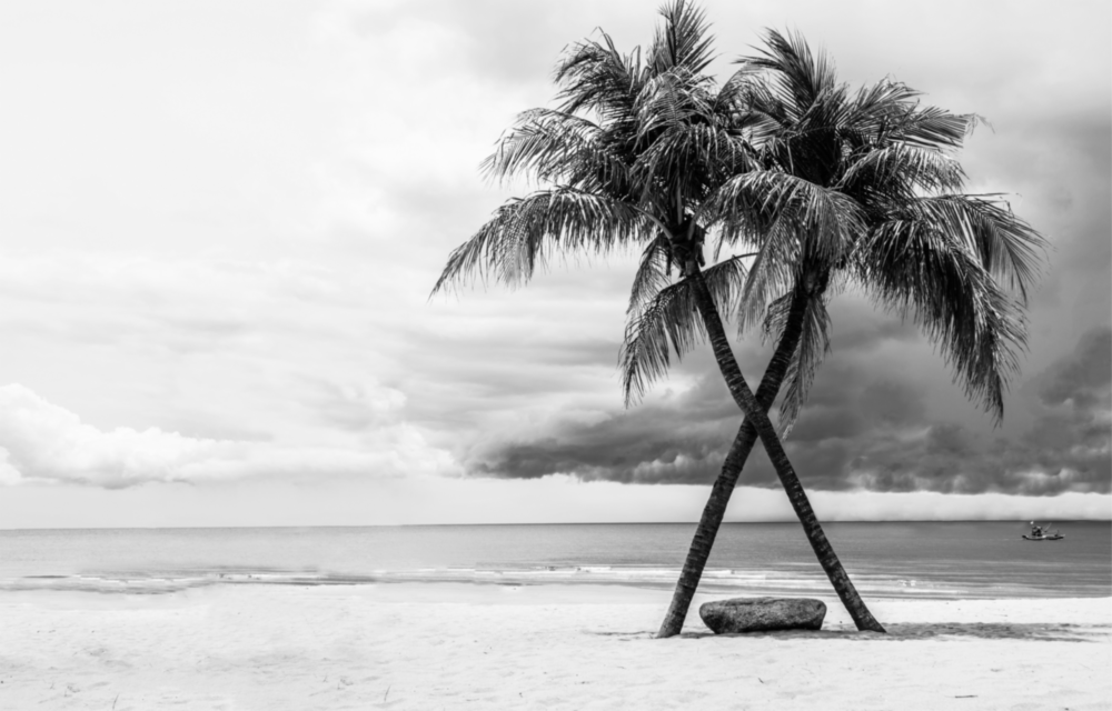Palm Trees Glass Wall Art