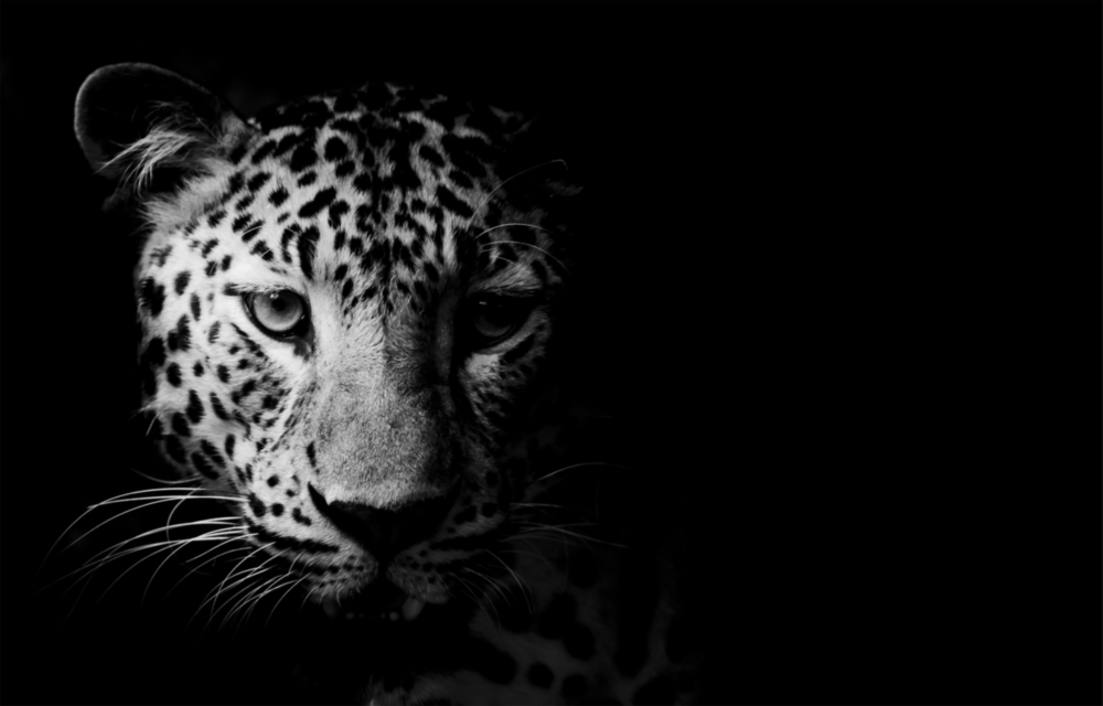 Leopard Glass Wall Art