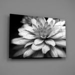Close-up detail of dahlia petals with water droplets in monochrome