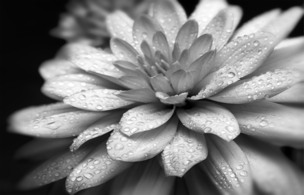 Flower Glass Wall Art