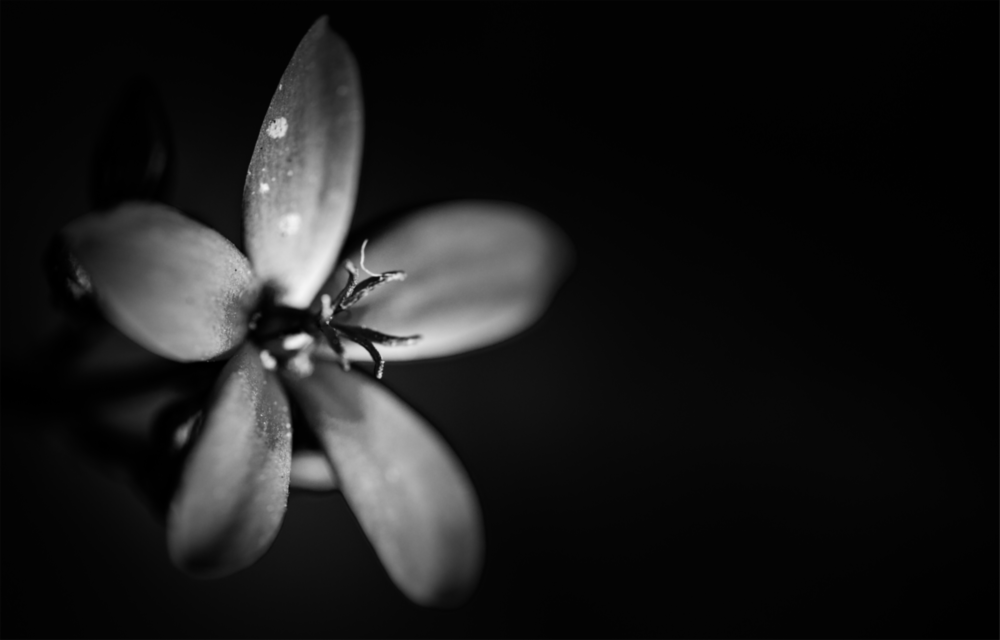 Flower Glass Wall Art