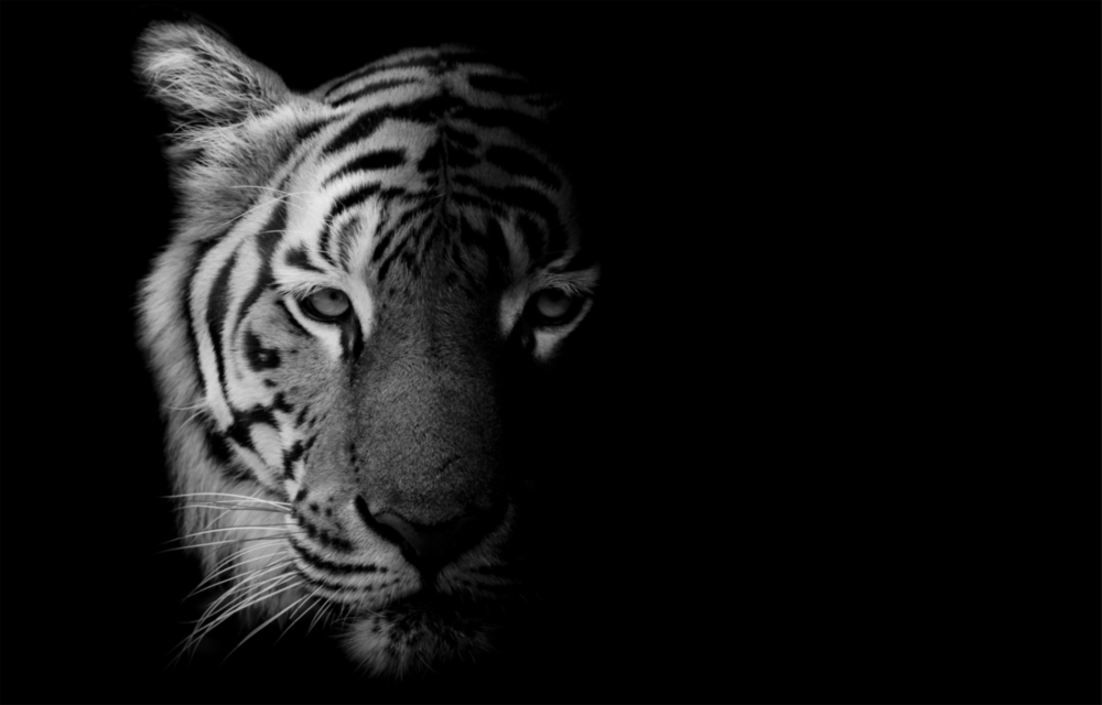 Tiger Glass Wall Art