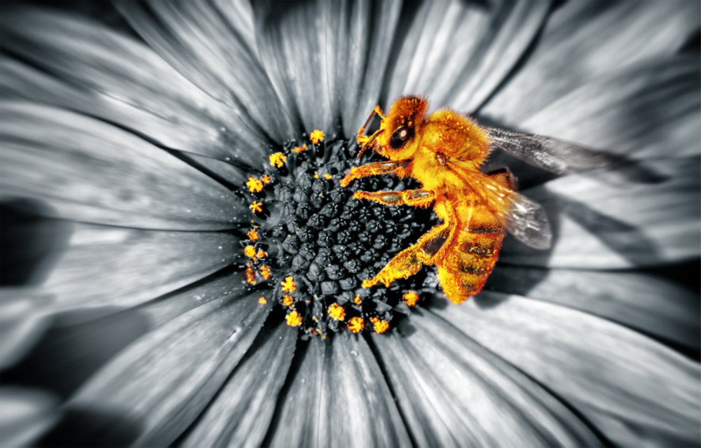 Honey Bee Glass Wall Art