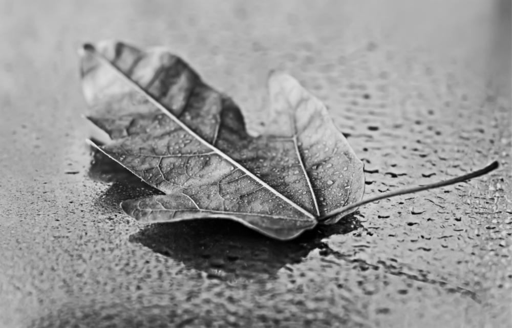 Leaf Glass Wall Art