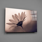 Close-up detail of the backlit translucent daisy petals