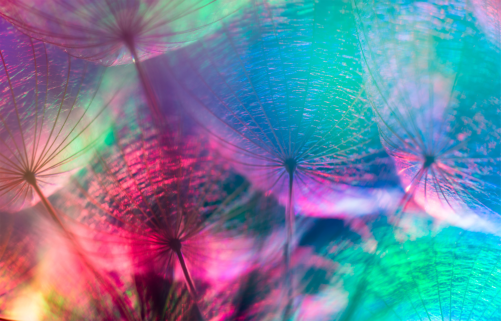 Dandelion Glass Wall Art