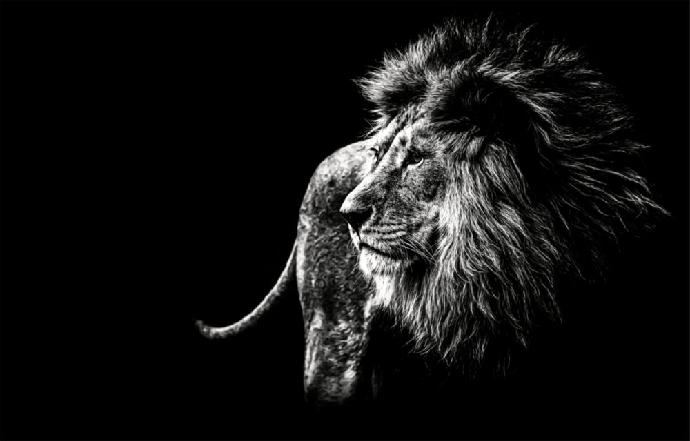 Lion Glass Wall Art
