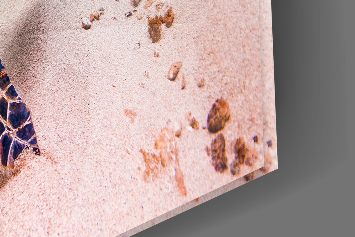 Sea Turtle Glass Wall Art.