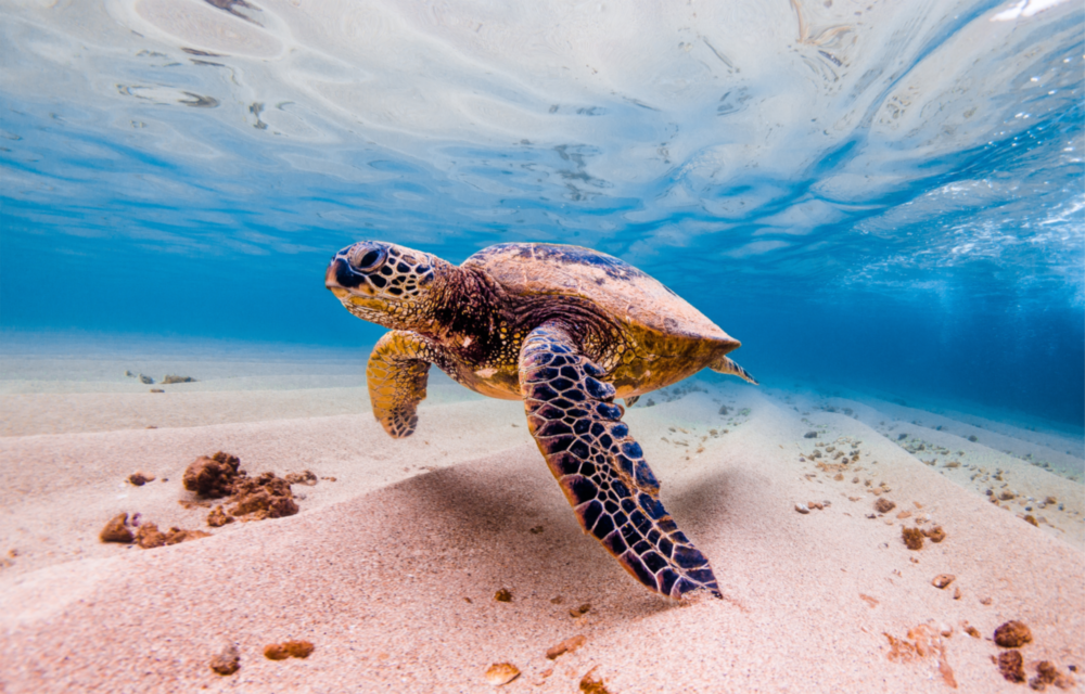 Sea Turtle Glass Wall Art