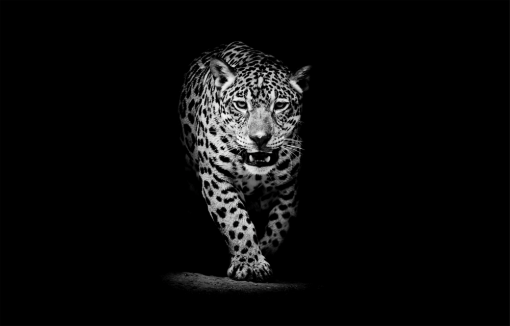 Leopard Glass Wall Art