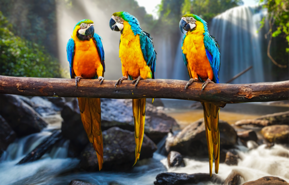 Parrots Glass Wall Art