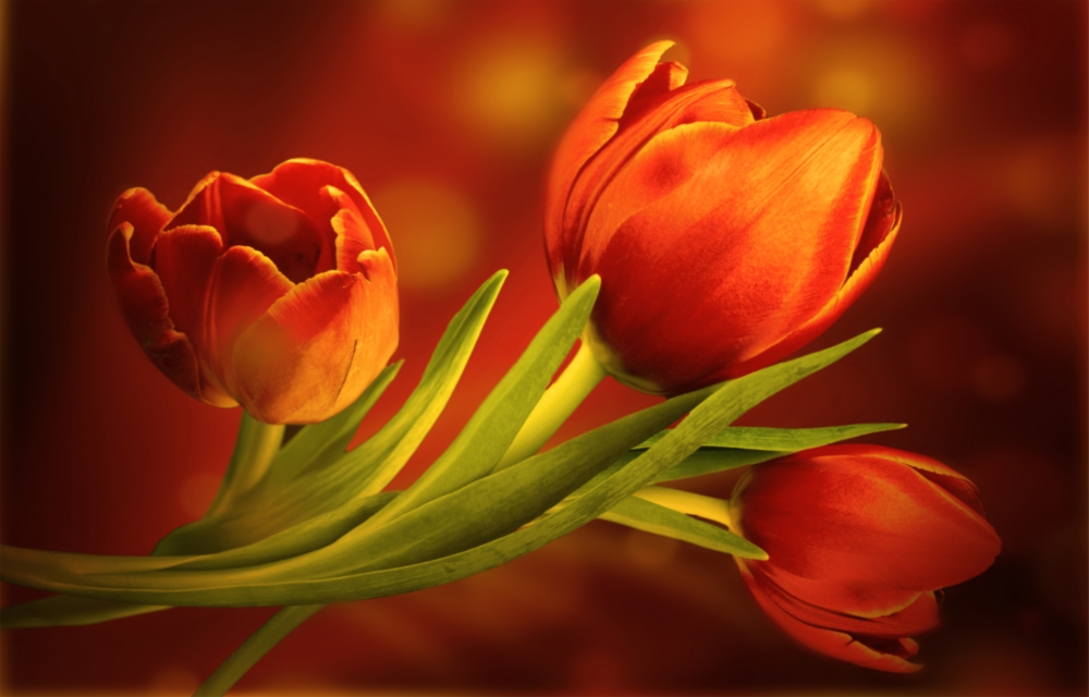 Flower Glass Wall Art
