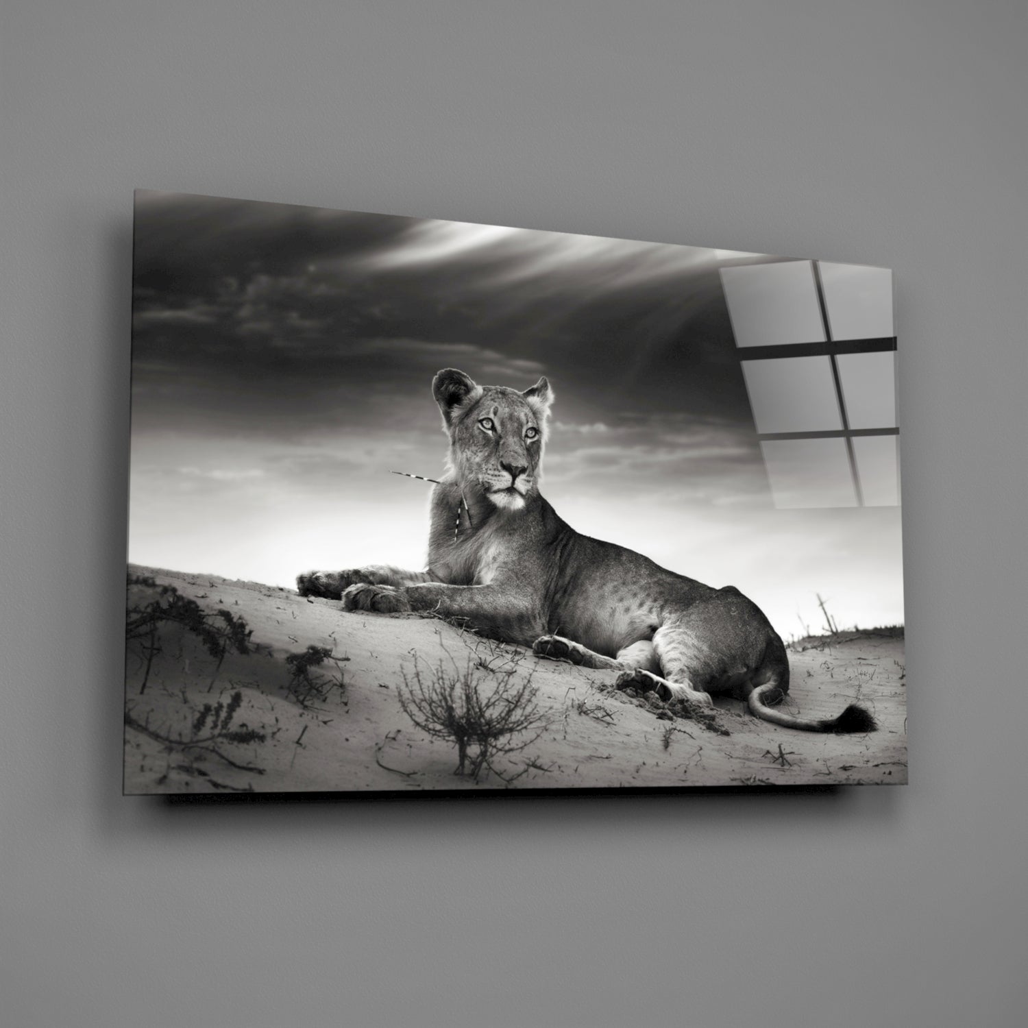 Lioness Glass Wall Art.
