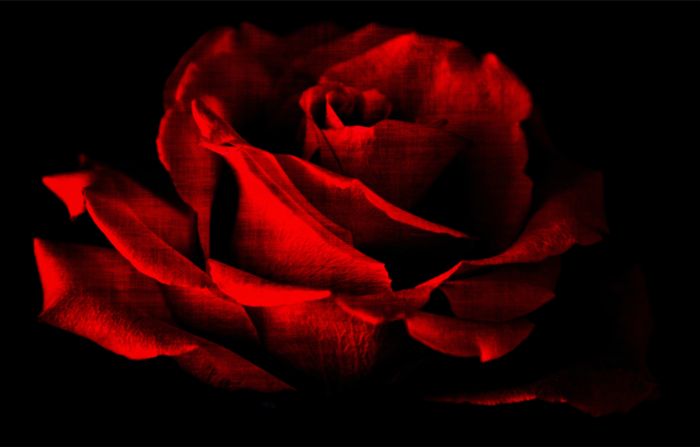 Red Rose Glass Wall Art