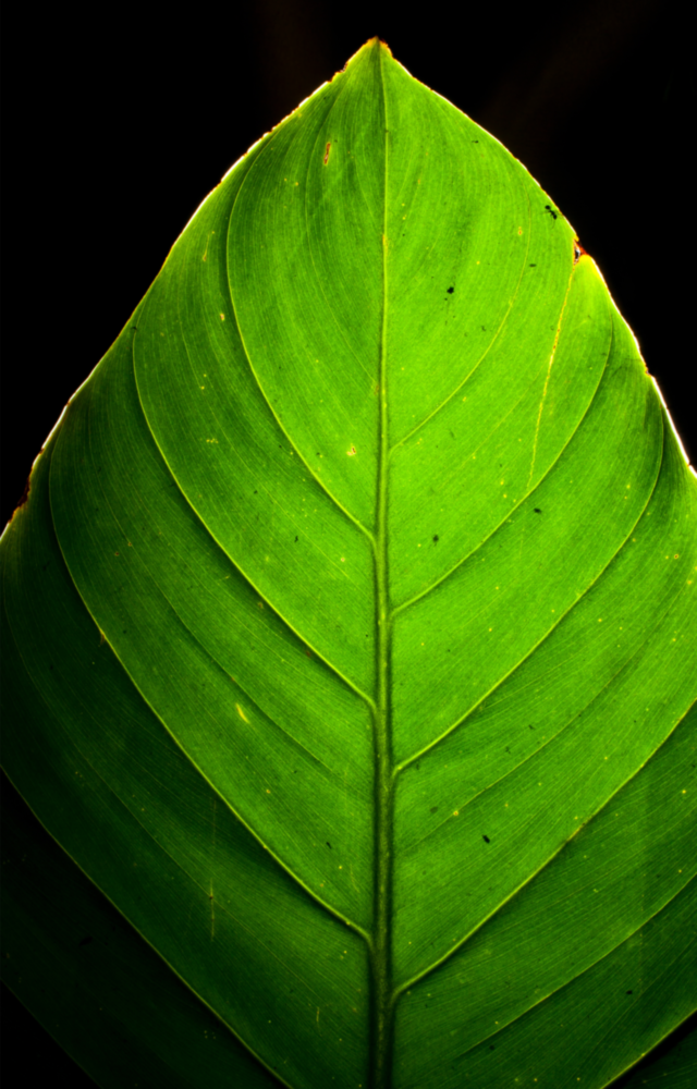 Green Leaf Glass Wall Art