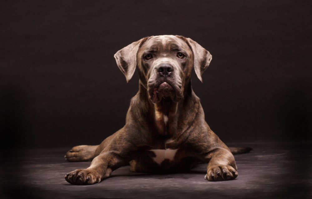 Dog Glass Wall Art