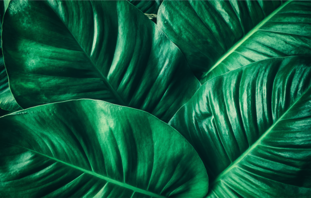 Green Tropical Leaf Glass Wall Art