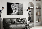Tiger of the Bengal panel catching low light to reveal its ink-black stripes