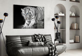 Tiger of the Bengal panel catching low light to reveal its ink-black stripes