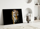 Close-up detail of the tiger's amber coat and black stripes