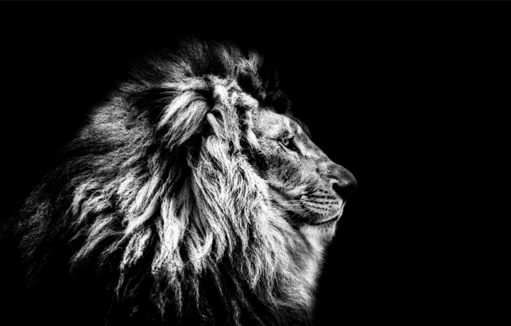 Lion Glass Wall Art