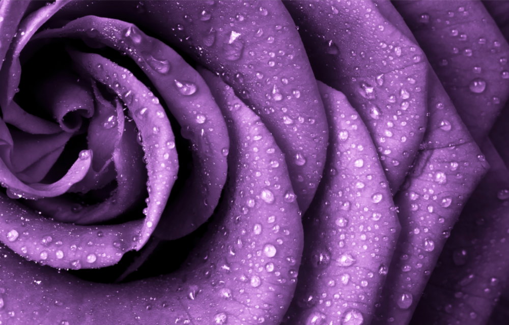 Purple Rose Glass Wall Art