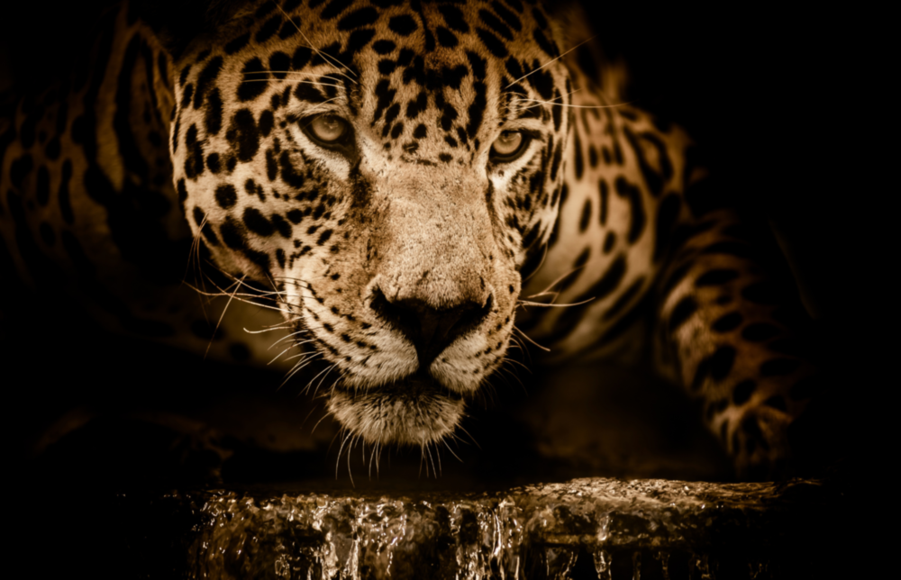 Leopard Glass Wall Art