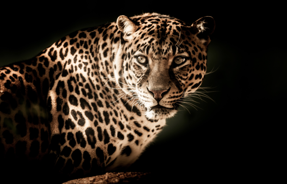 Leopard Glass Wall Art