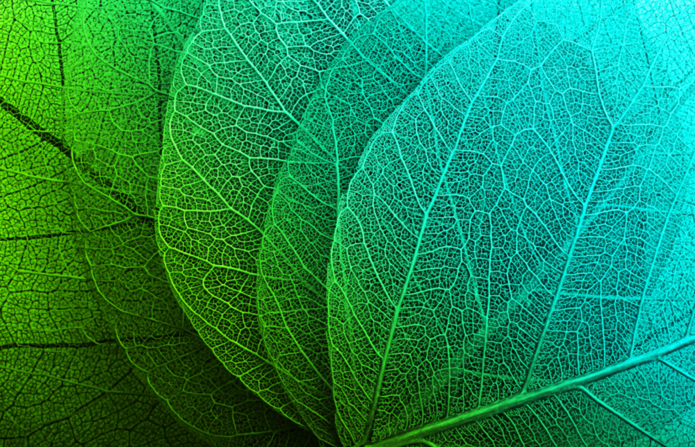 Green Leaf Glass Wall Art