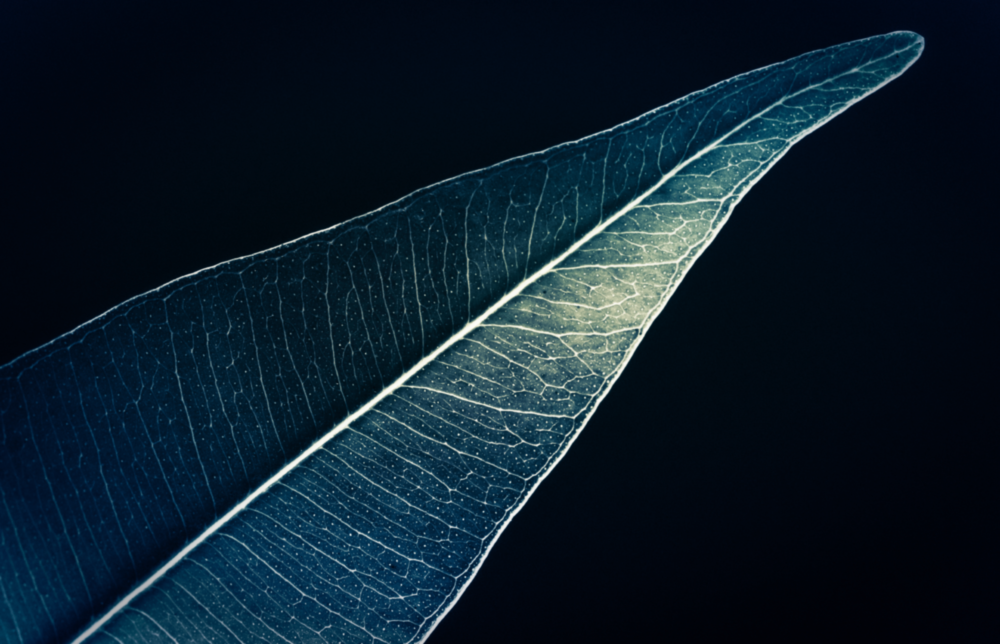 Green Leaf Glass Wall Art