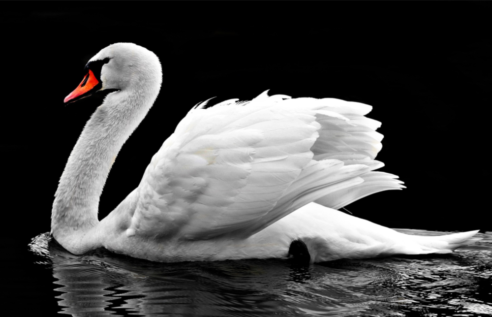 Swan Glass Wall Art