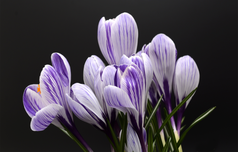 Purple Flowers Glass Wall Art