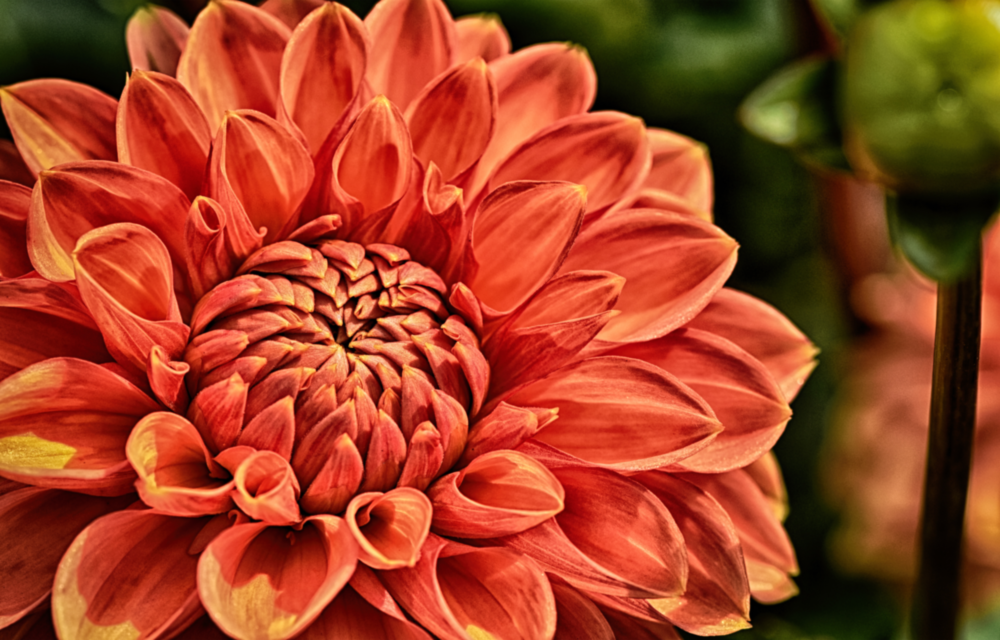 Orange Gerbera Glass Wall Art