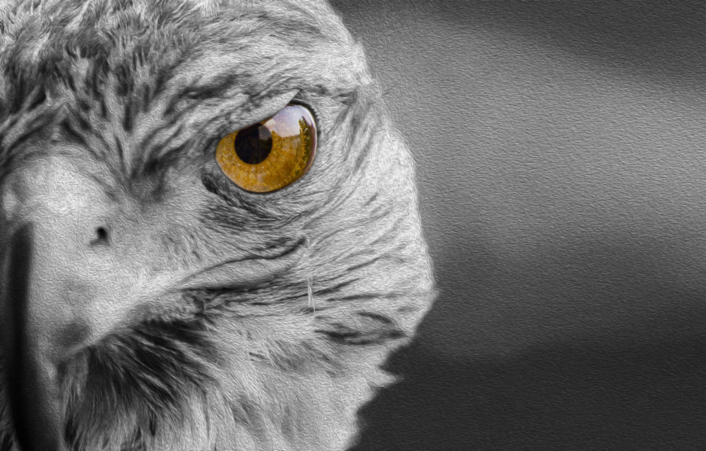 Falcon Glass Wall Art