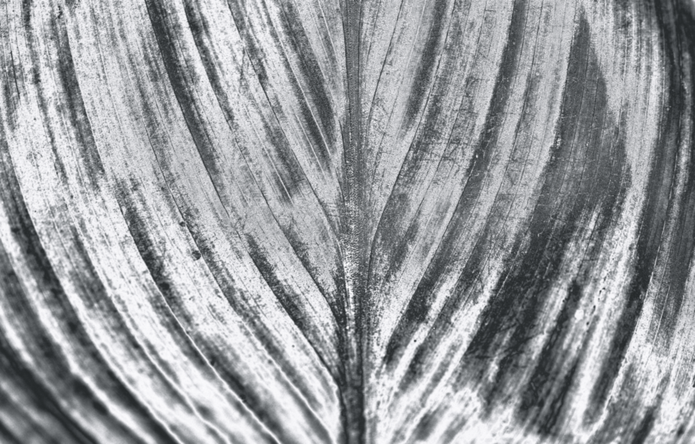 Leaf Glass Wall Art