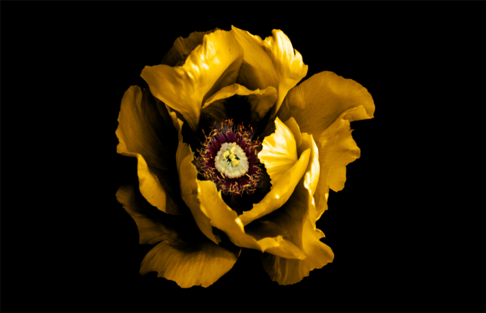 Yellow Flower Glass Wall Art