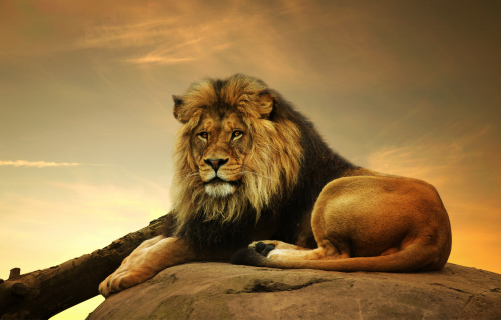 Lion Glass Wall Art