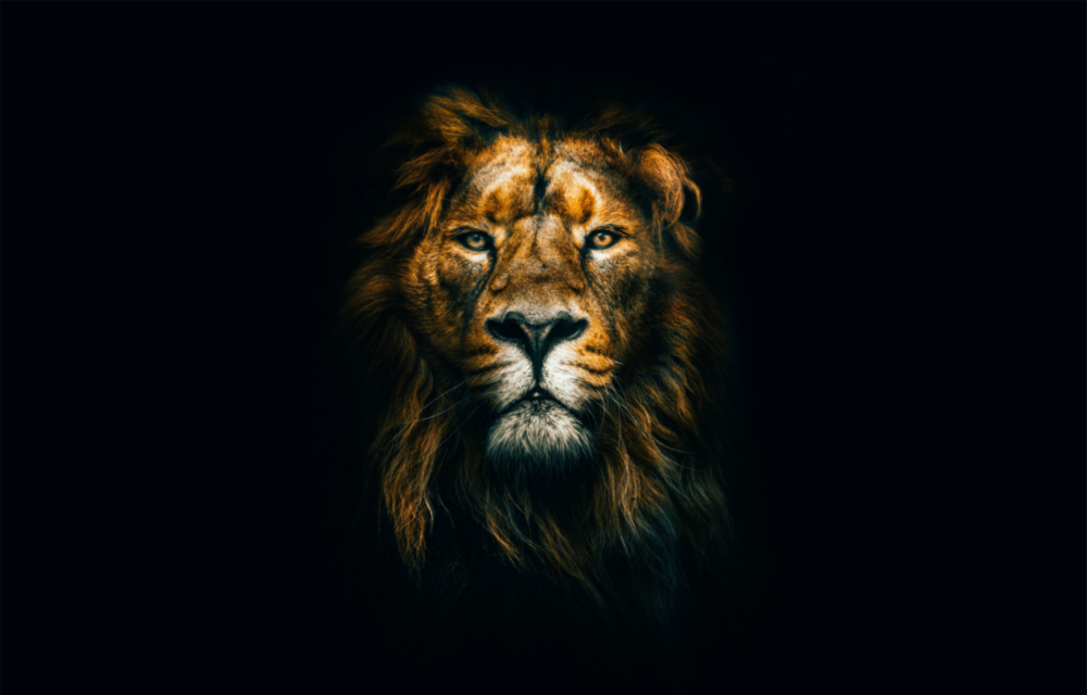 Lion Glass Wall Art