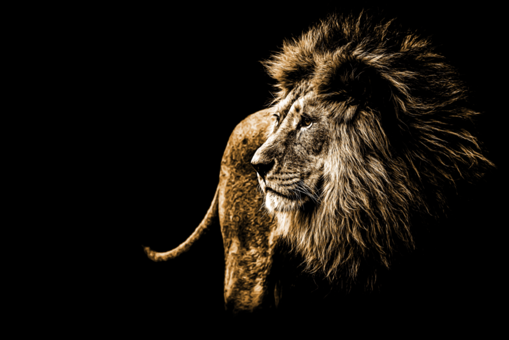 Lion Glass Wall Art