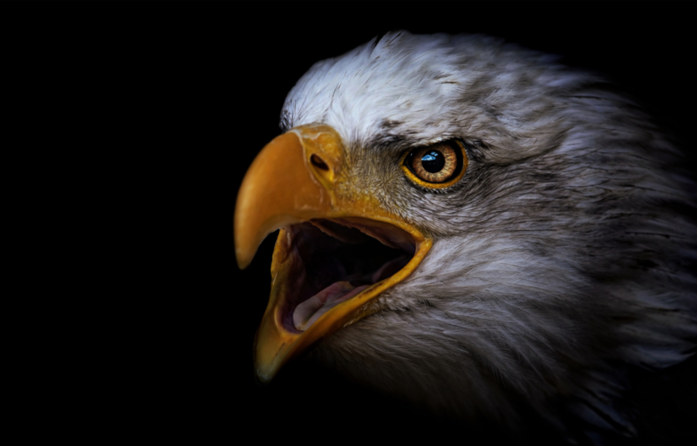 Eagle Glass Wall Art