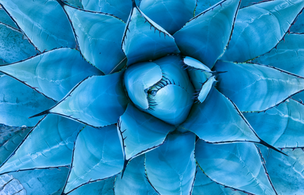 Micro Flower Glass Wall Art