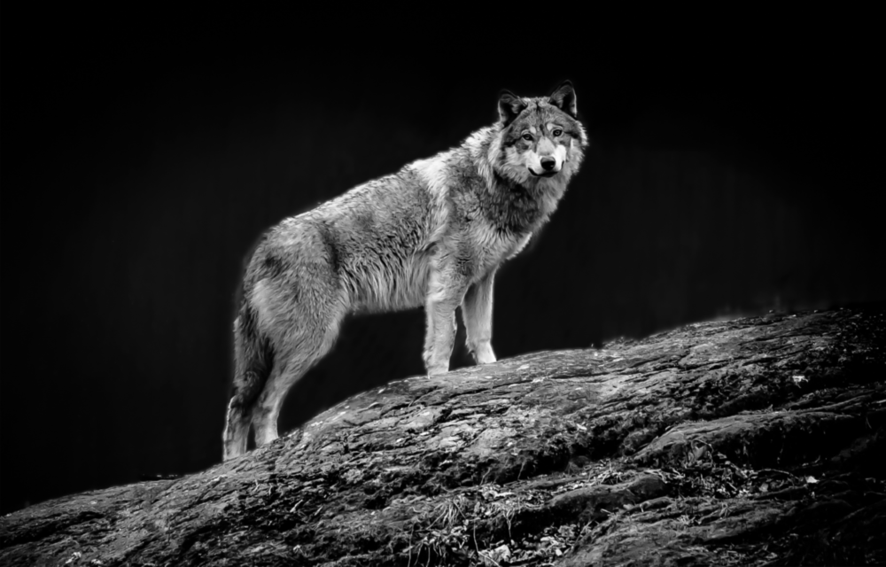 Wolf Glass Wall Art