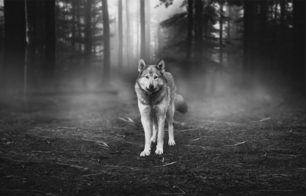 Wolf Glass Wall Art