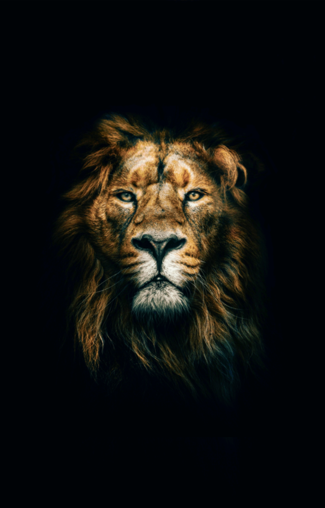 Lion Glass Wall Art