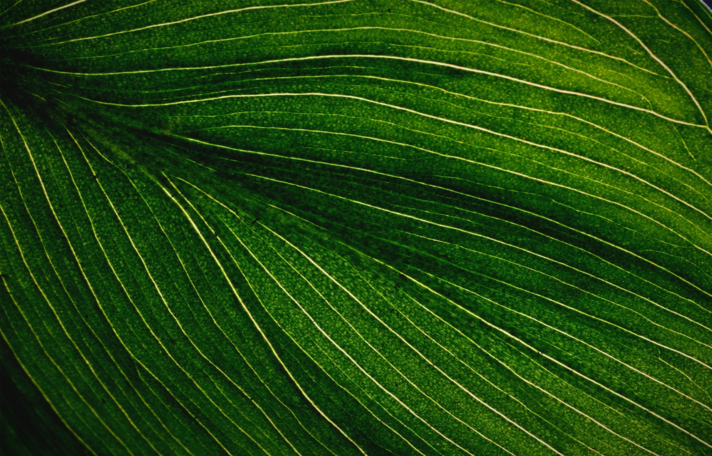 Green Leaf Glass Wall Art