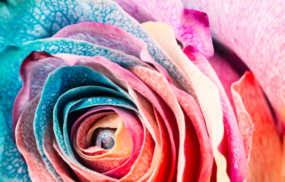 Colored Rose Glass Wall Art